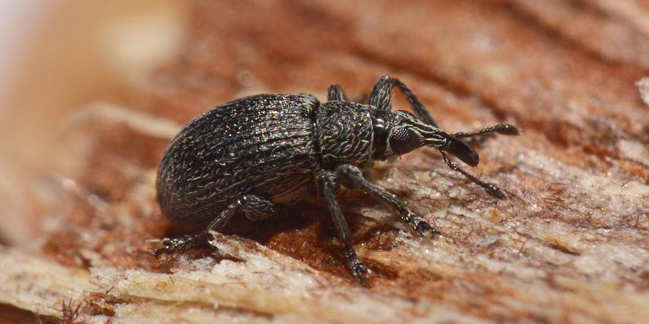 Apionidae: Betulapion simile, maschio
